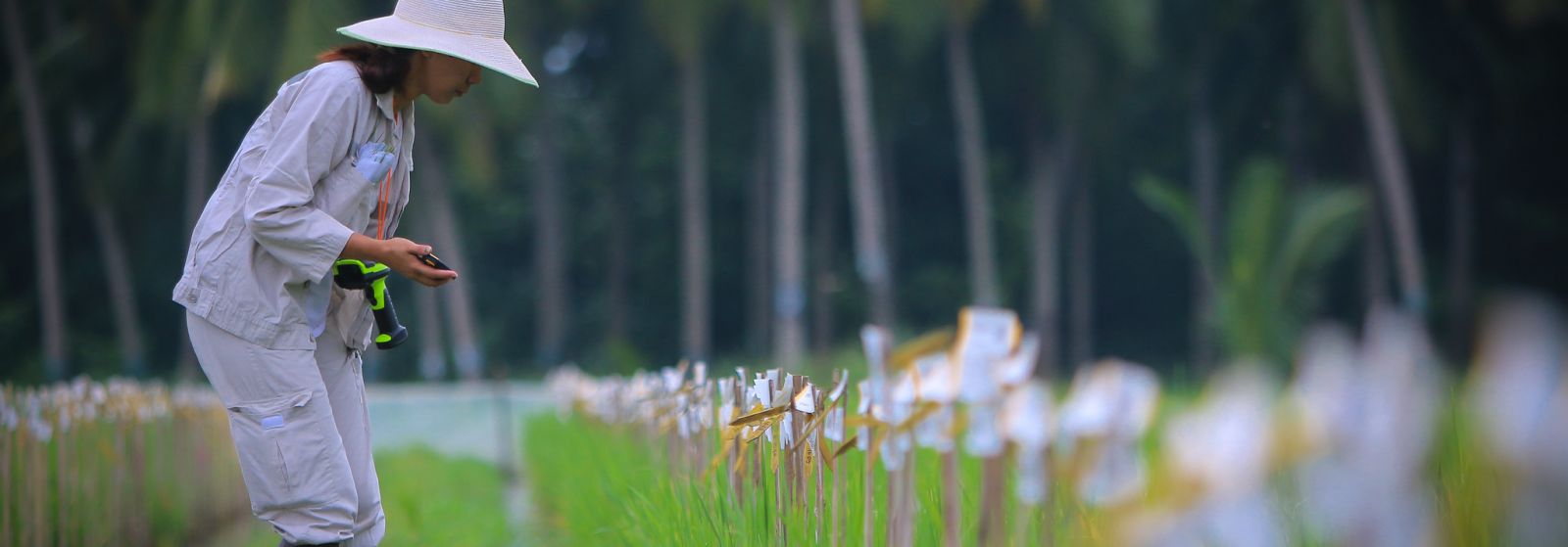 A smarter way to grow rice