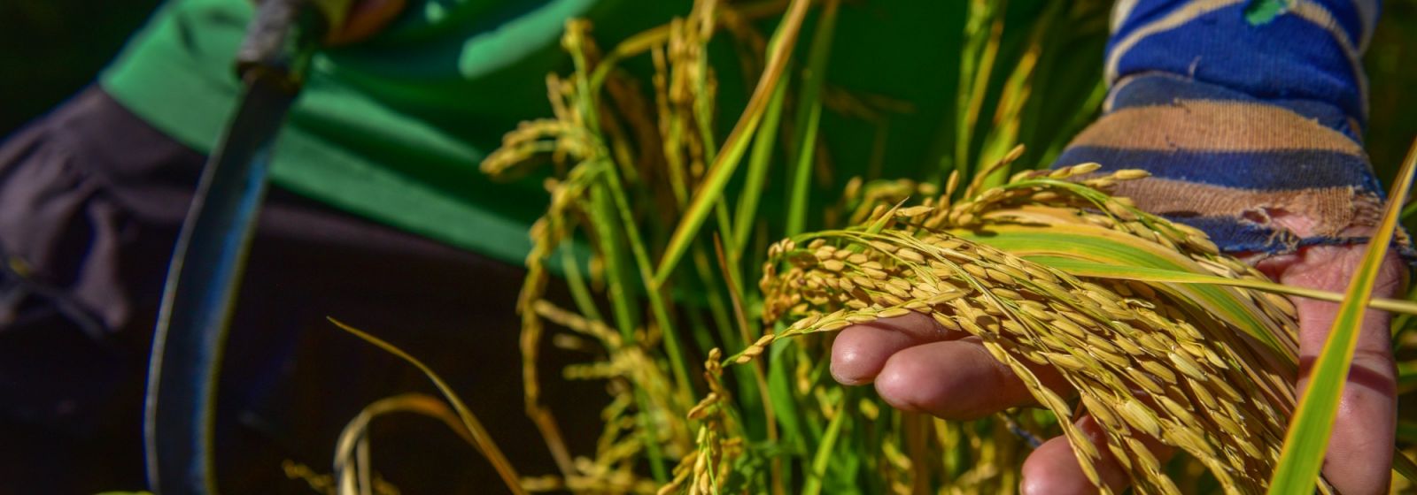 ADB, CGIAR, and Gates Foundation Partner to Transform Rice Sector, Uplift Millions of Smal...