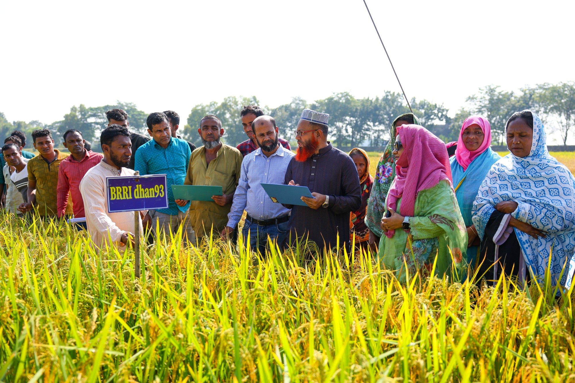 Bangladesh’s Haor Farmers Test Climate-Resilient Rice Varieties
