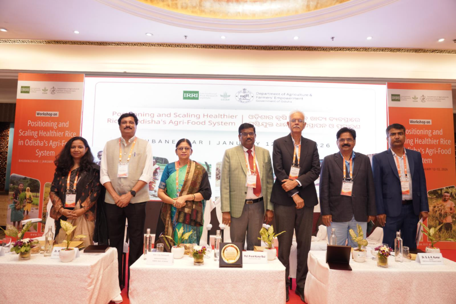 Healthier rice varieties set to reach every farm and plate in Odisha