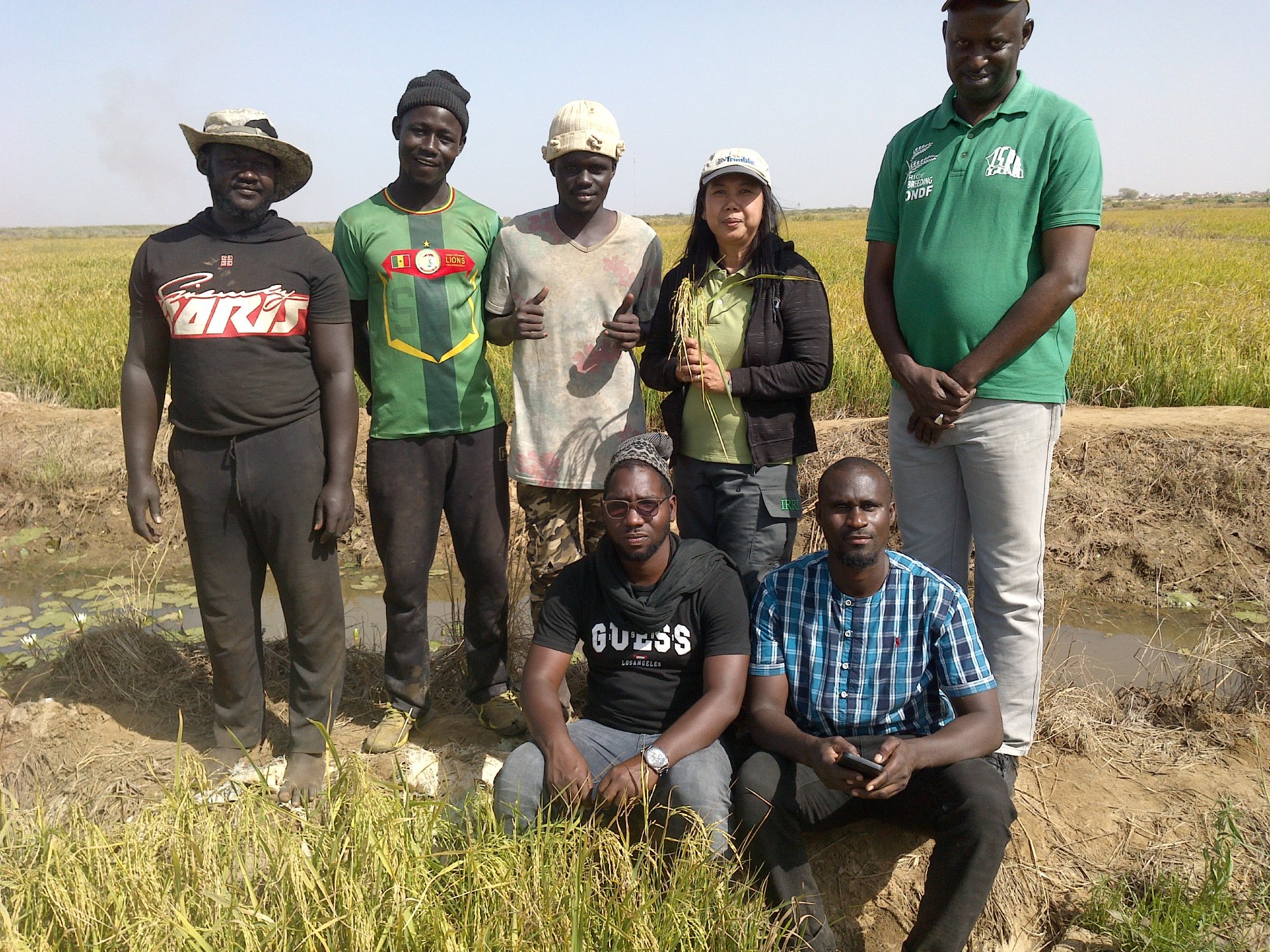 Introducing CRISP: Satellite data for global rice climate resilience and food security