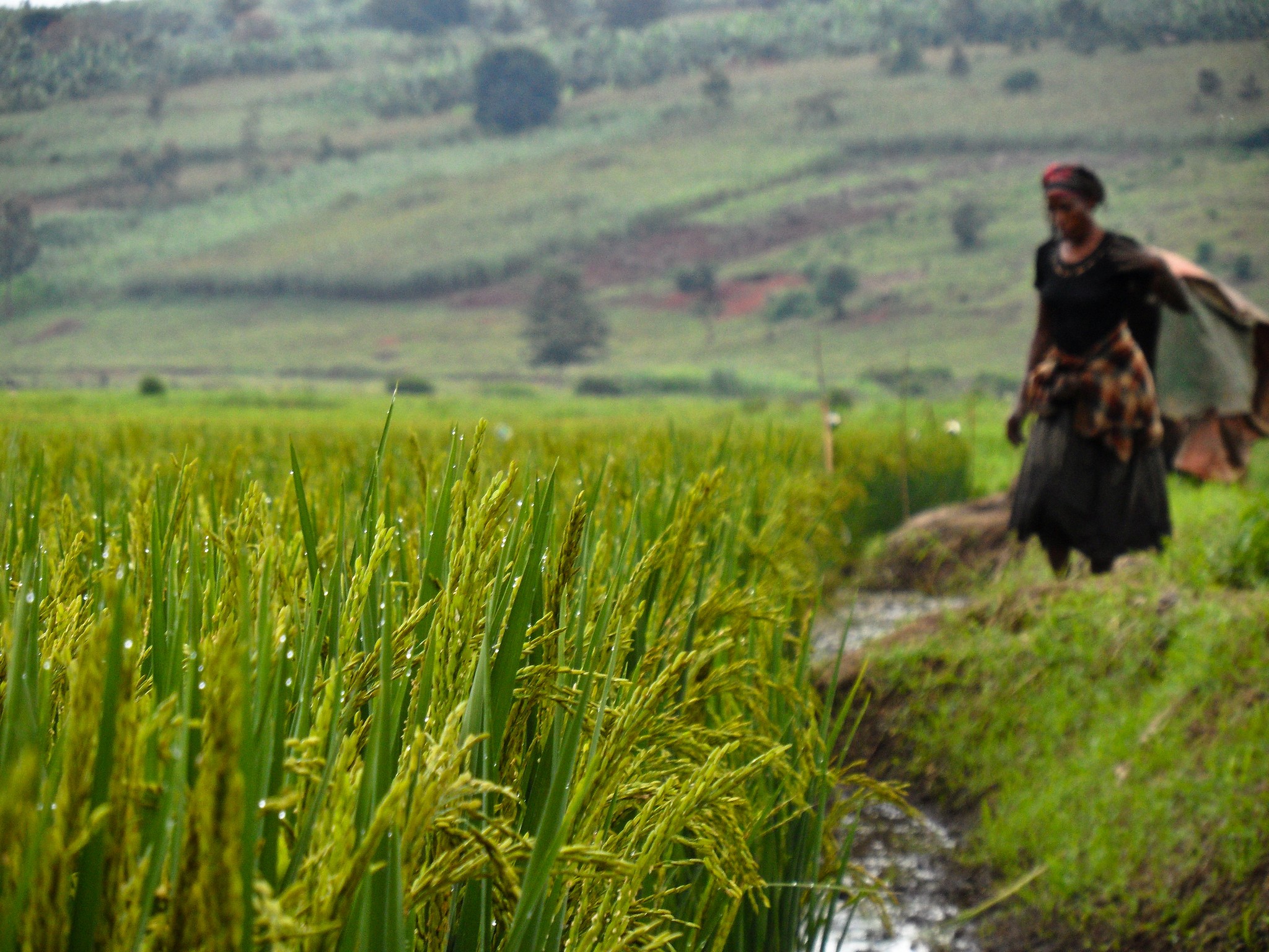IRRI appoints Sofia Tesfazion as Regional Director for Africa to lead institute efforts in...