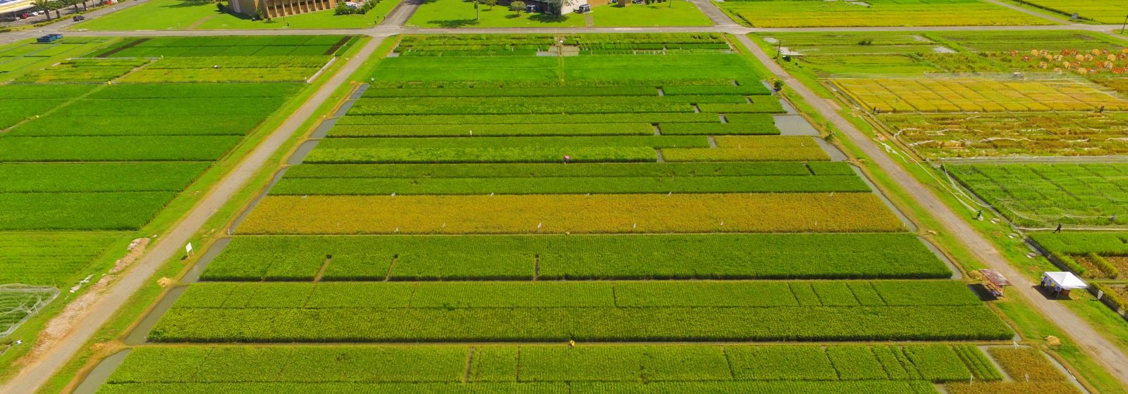IRRI launches Hub to strengthen Asia-Pacific agri-innovation