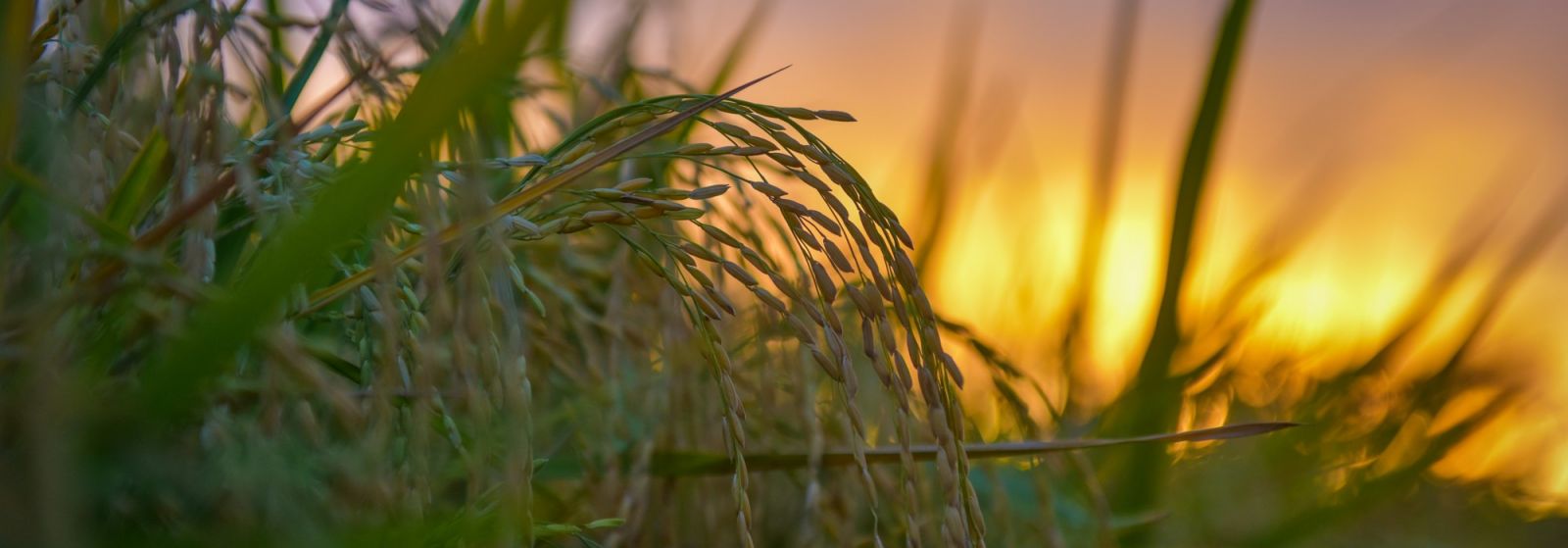 IRRI launches new 5-Year Strategy to drive sustainability in rice-based agri-food systems