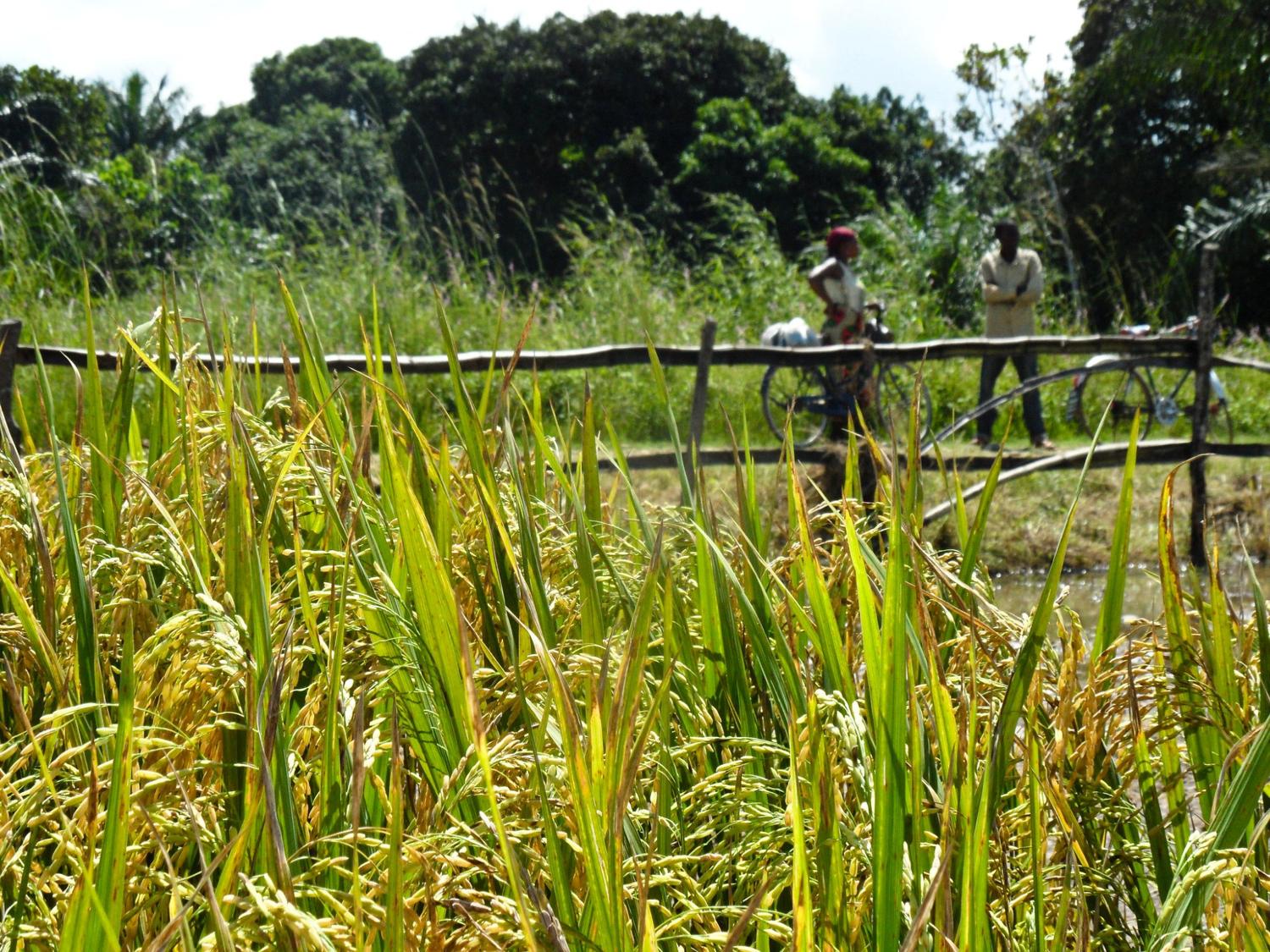 IRRI spotlights innovative partnership in strengthening African seed systems at CGIAR Scie...
