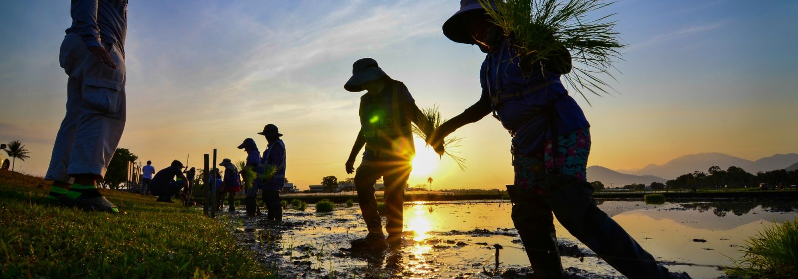 IRRI’s long-term experiment marks world record of cropping seasons