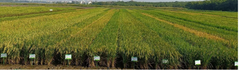 New Rice Lines Promise Bigger Harvests with Less Water and Labor