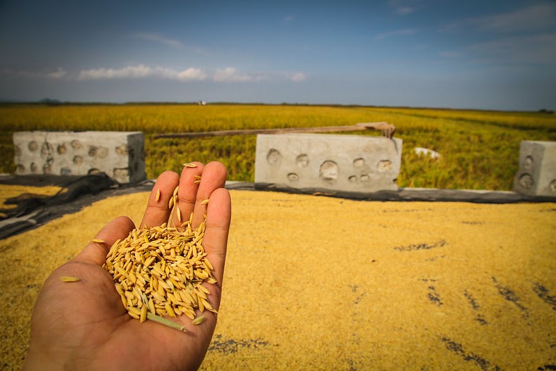 CGIAR launches Excellence in Agronomy 2030 (EiA 2030) to improve outcomes for smallholder ...