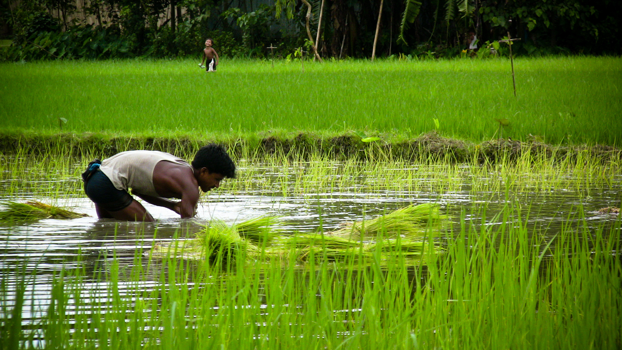 BRRI-IRRI launch project to develop new rice varieties for wetland rice ecosystem