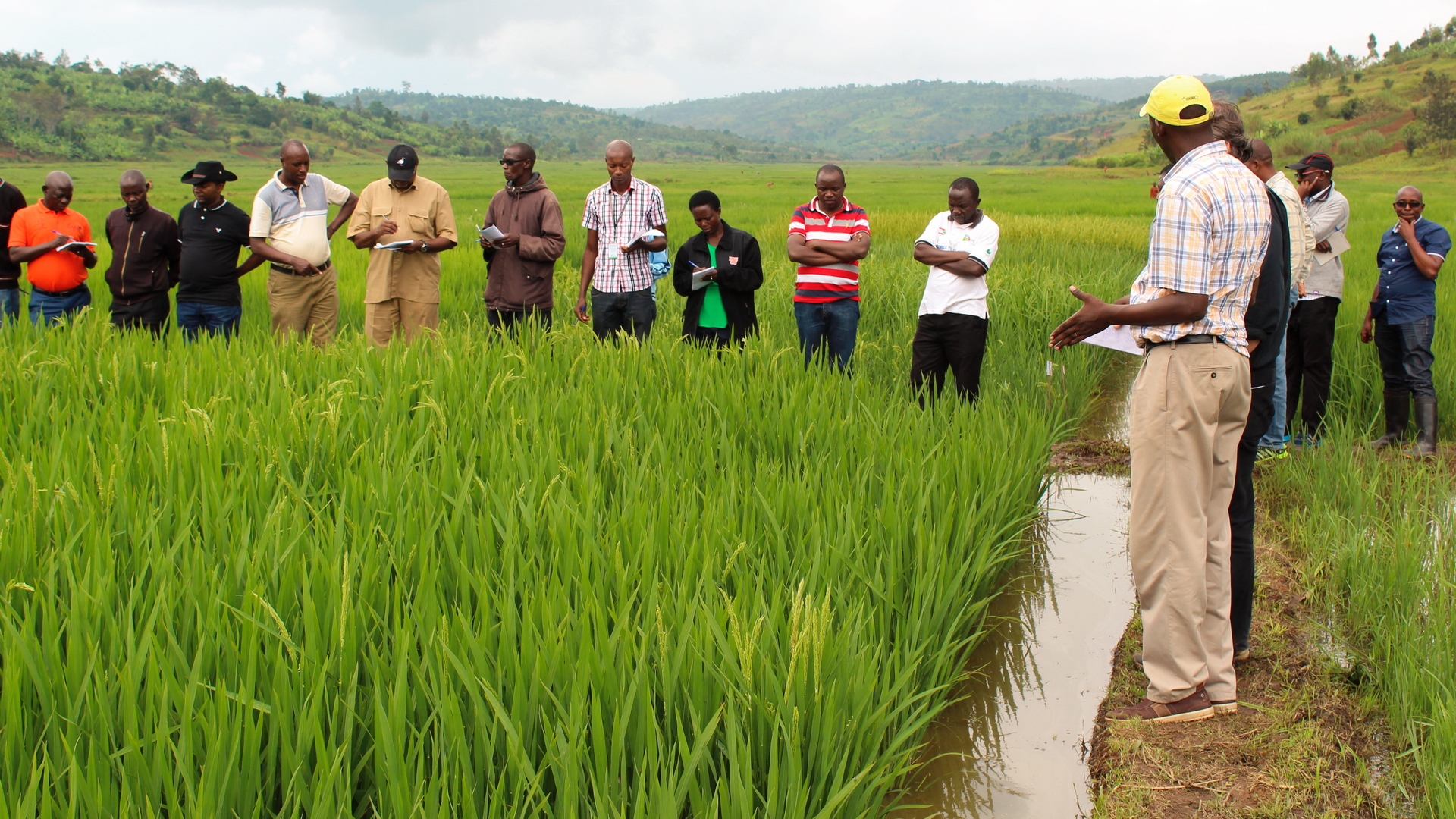 New research project to develop salt- and flood-tolerant rice for Africa within five years