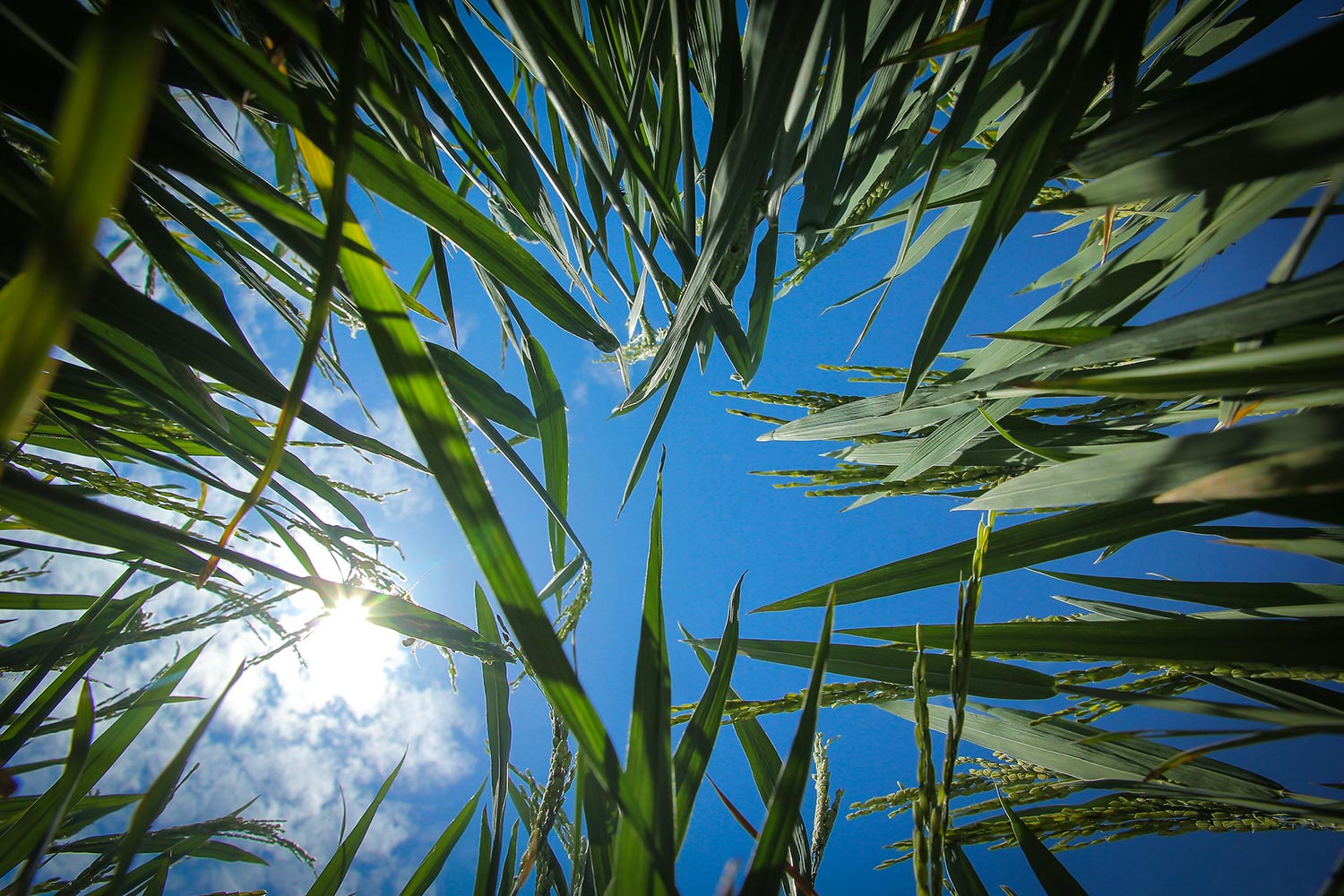 Stopping climate change from silently crippling the core of our food system   