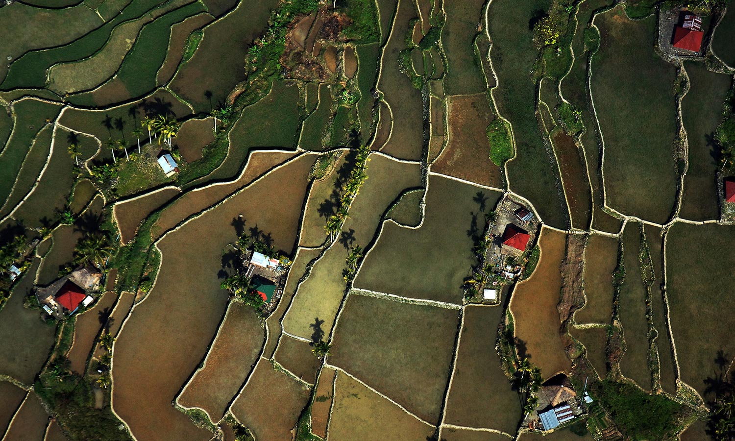 Agriculture Department and IRRI set the Philippine rice research roadmap for the next 5 ye...