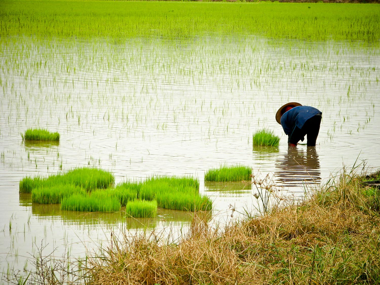 Collective Action for a Sustainable Future:  Working Together to Transform Asian Mega-Delt...