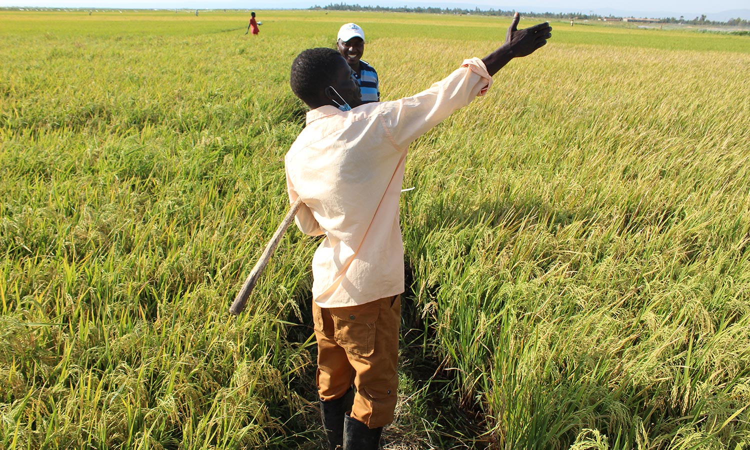 Komboka rice variety takes spotlight in field day
