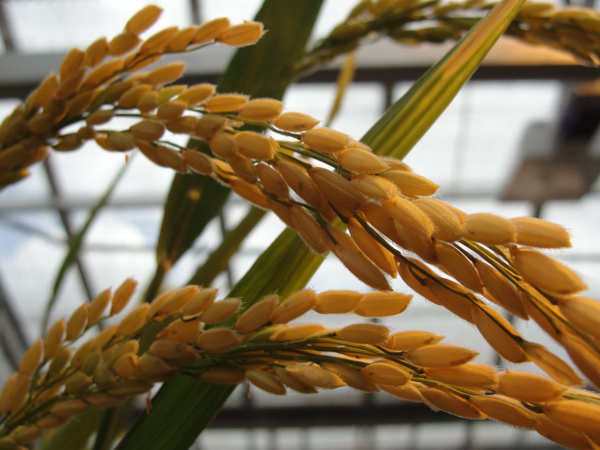 International group of researchers from the USA, UK, and the Philippines receives BBSRC-NS...