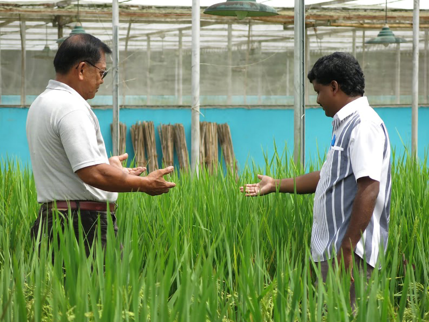 Initial peer-reviewed publications of Golden Rice biosafety data completed