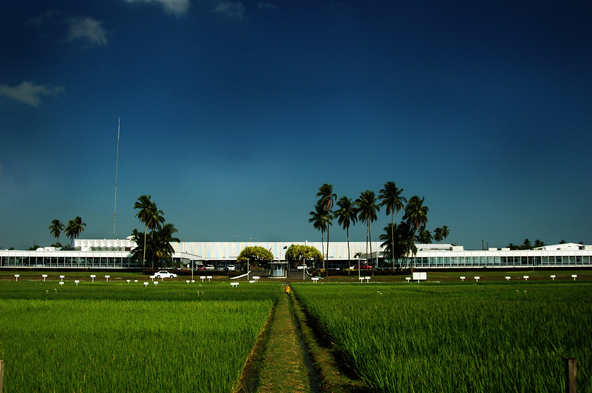 IRRI welcomes new Board of Trustees’ Chair and Vice-Chair