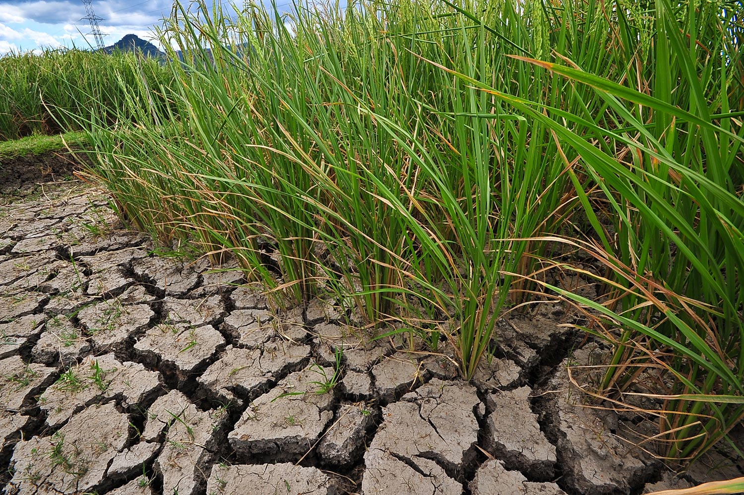 After COVID-19: Where next for Climate Resilient Agricultural Development in the Global So...