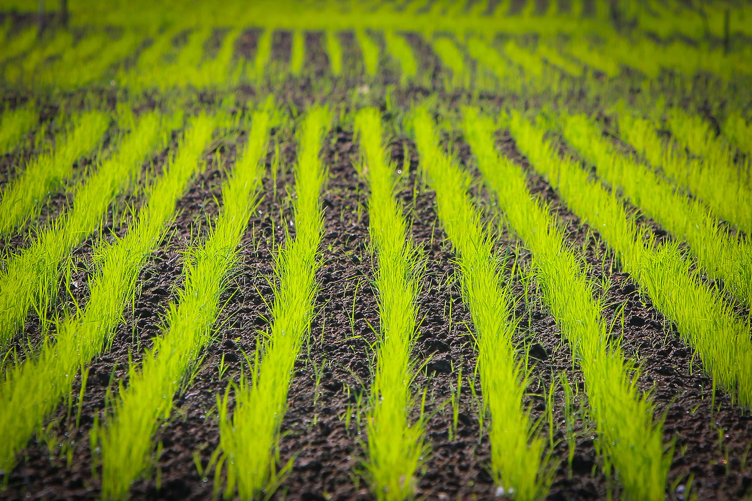 IRRI webinar puts emphasis on sustainable intensification of rice-based systems