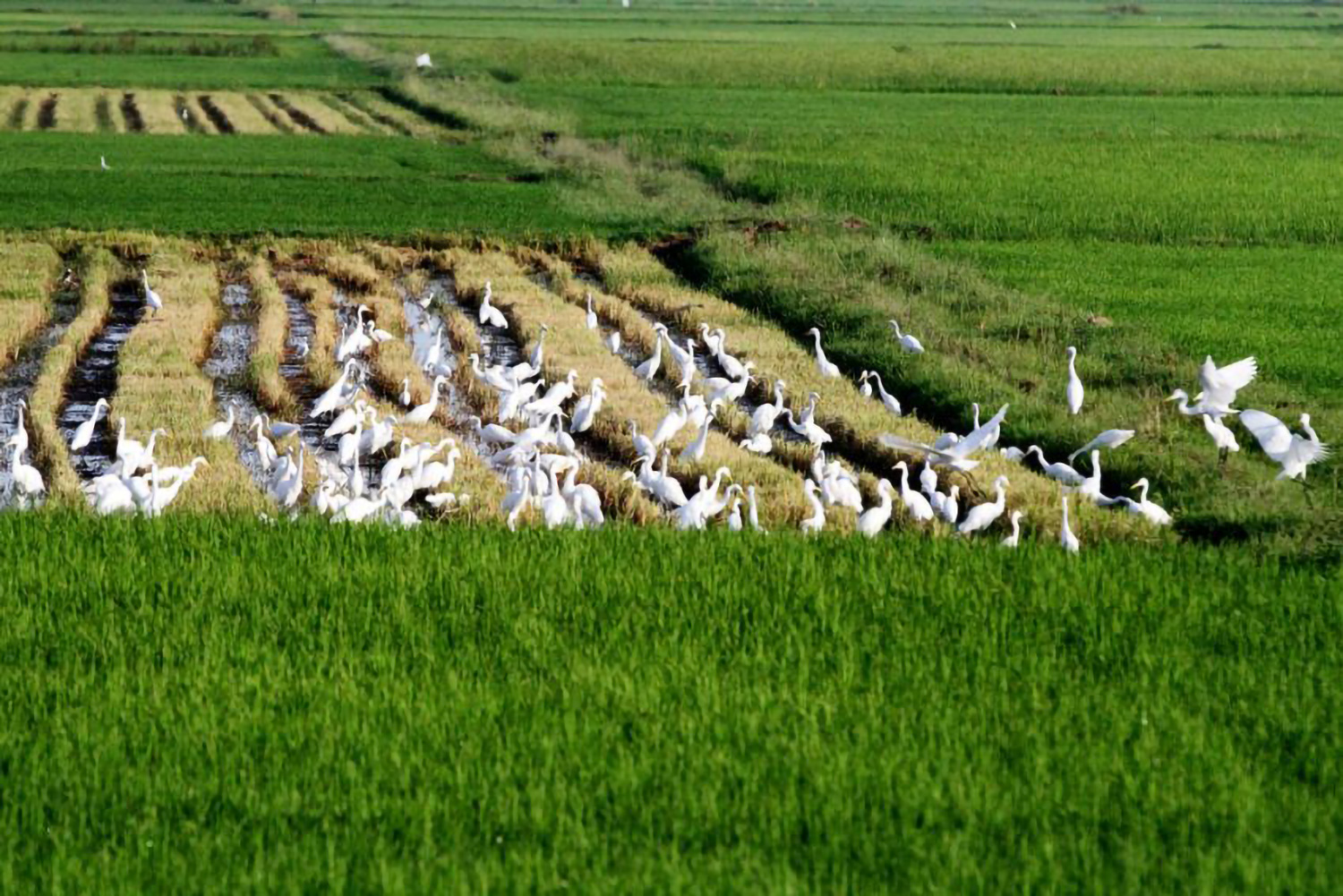 Kingdom helps in DSR rice project