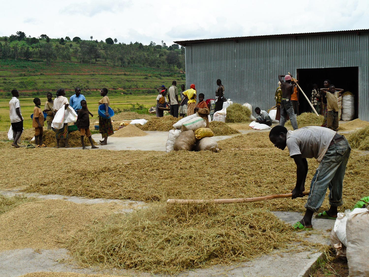 East African countries champion integrated rice sector development in the region to curb escalating imports