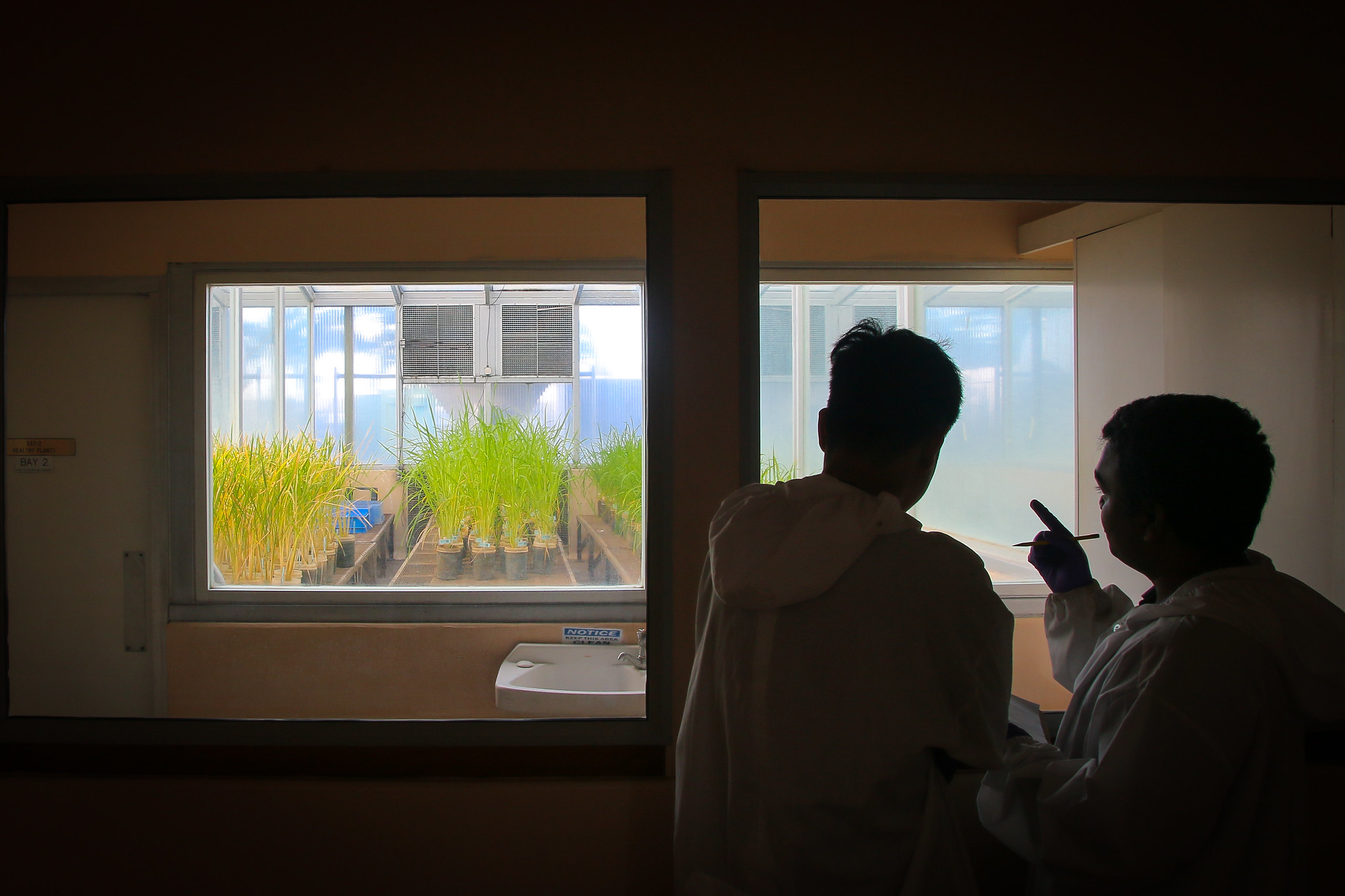 IRRI launches Bio-Innovation Center with new Bioseed research partnership