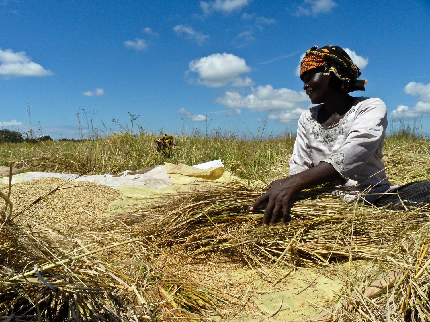 Gender transformative change critical for nurturing an equitable rice sector in Africa