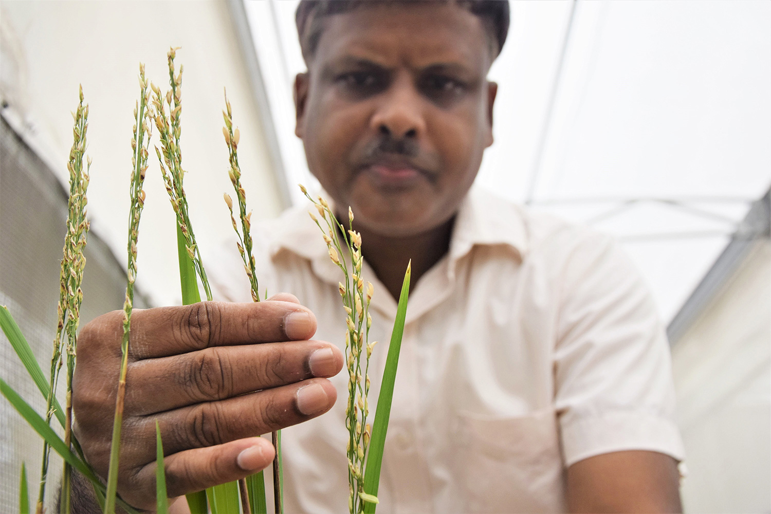 Philippines becomes first country to approve nutrient-enriched “Golden Rice” for planting