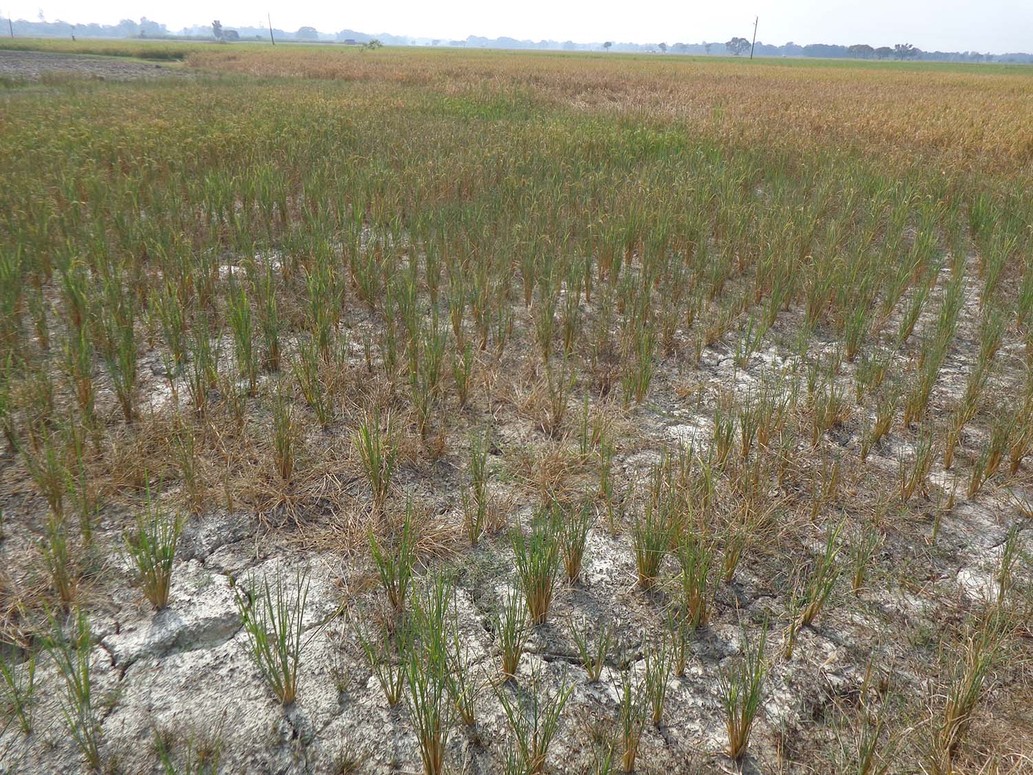 Increasing prosperity of small and marginal farmers calls for strong collaboration between...