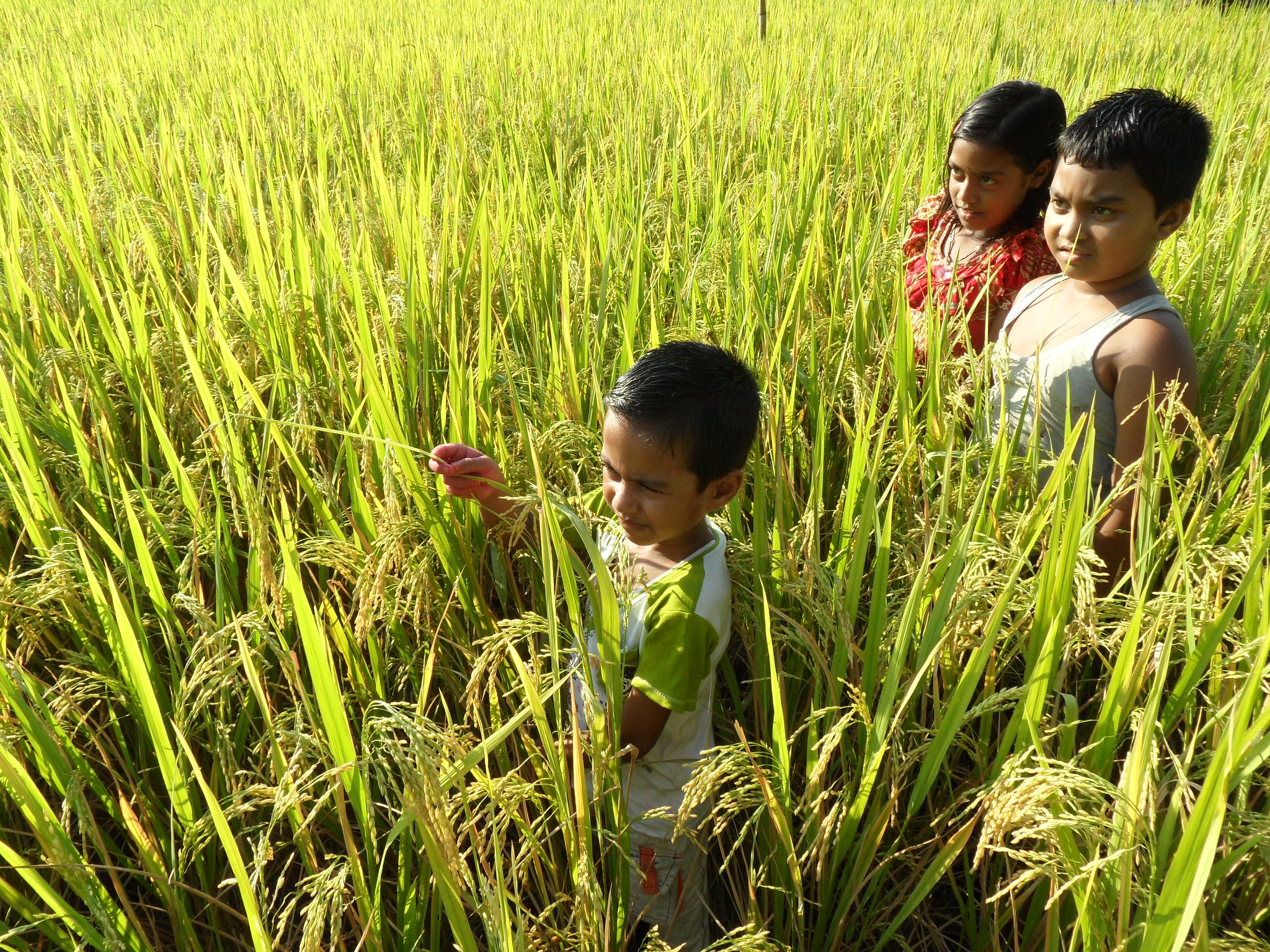 Transforming South Asia’s Food Systems