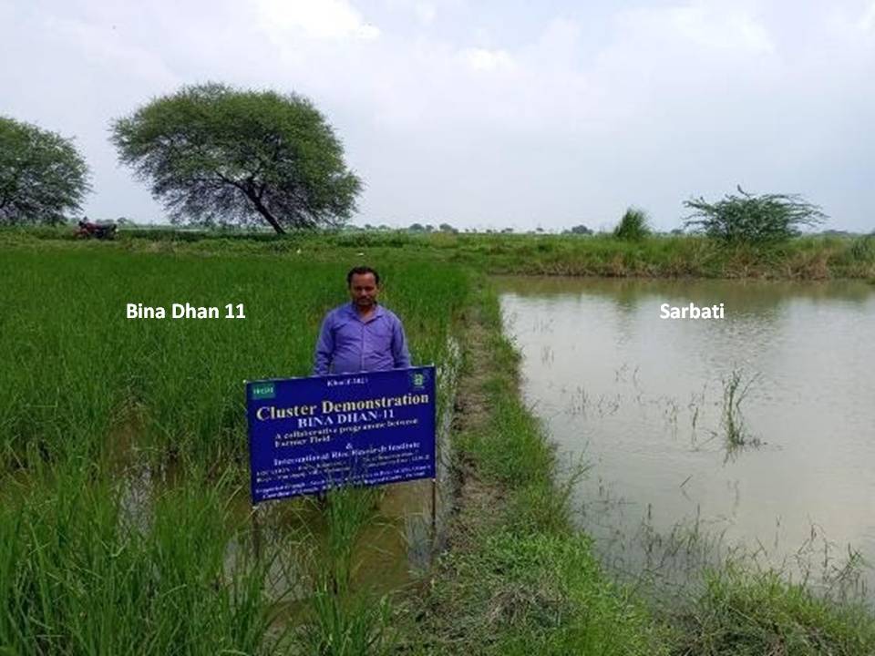 Reducing farmers’ risk through the flood-tolerant BINA Dhan-11: a reflection on rice varie...