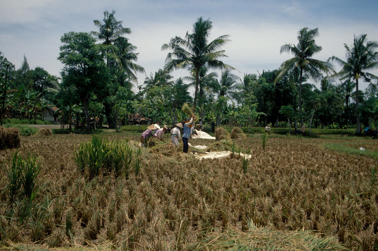Nestlé Indonesia and IRRI team up to reduce the carbon footprint of Indonesian rice produc...