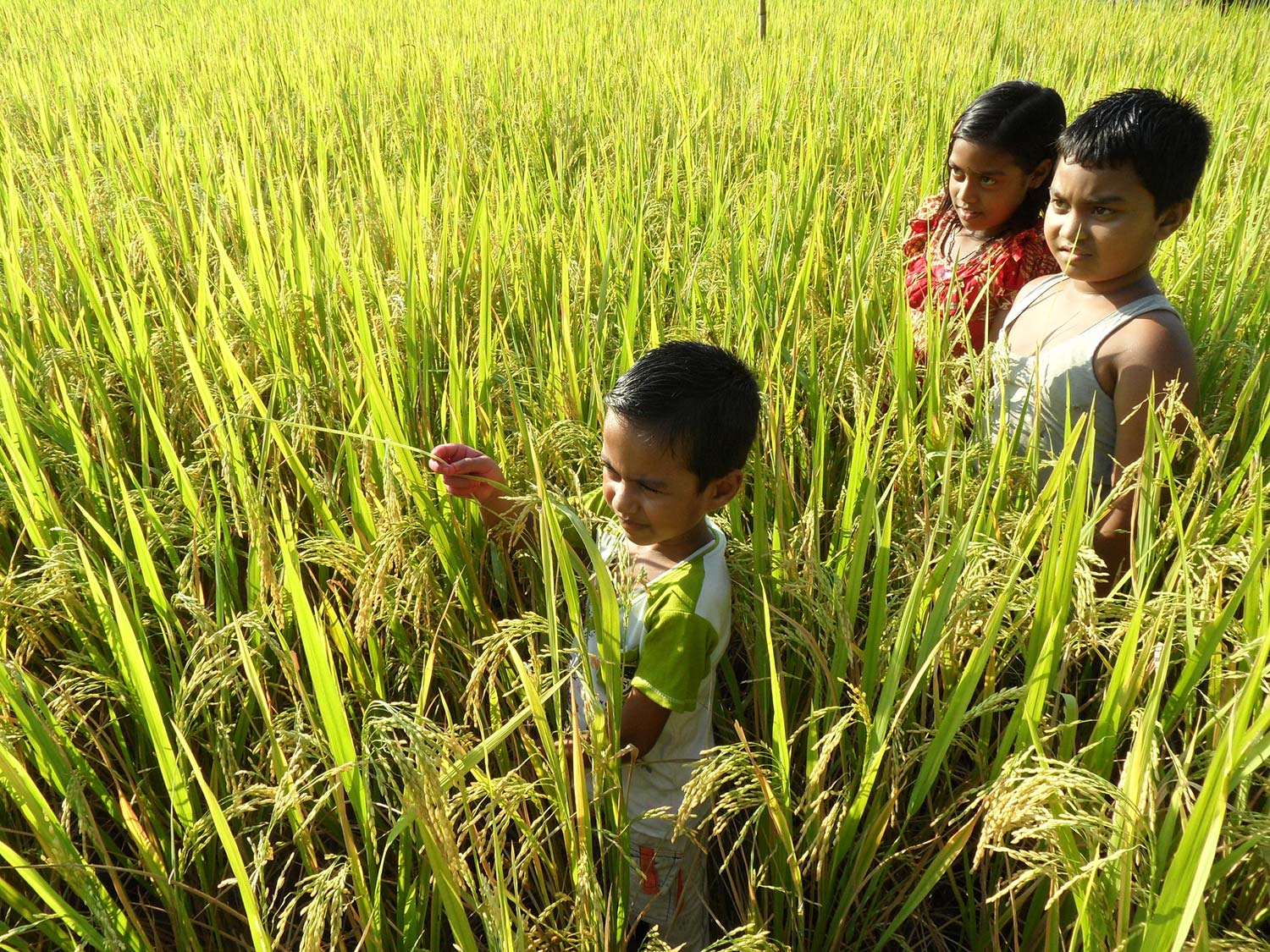 Arsenic-safe rice earns IRRI finalist status in global food systems challenge