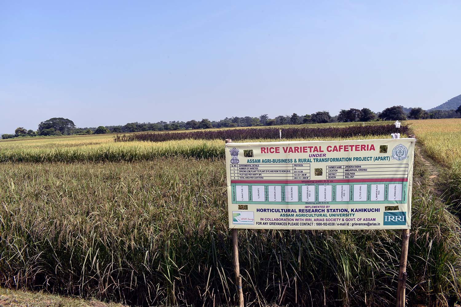 IRRI plans massive black rice production in Assam