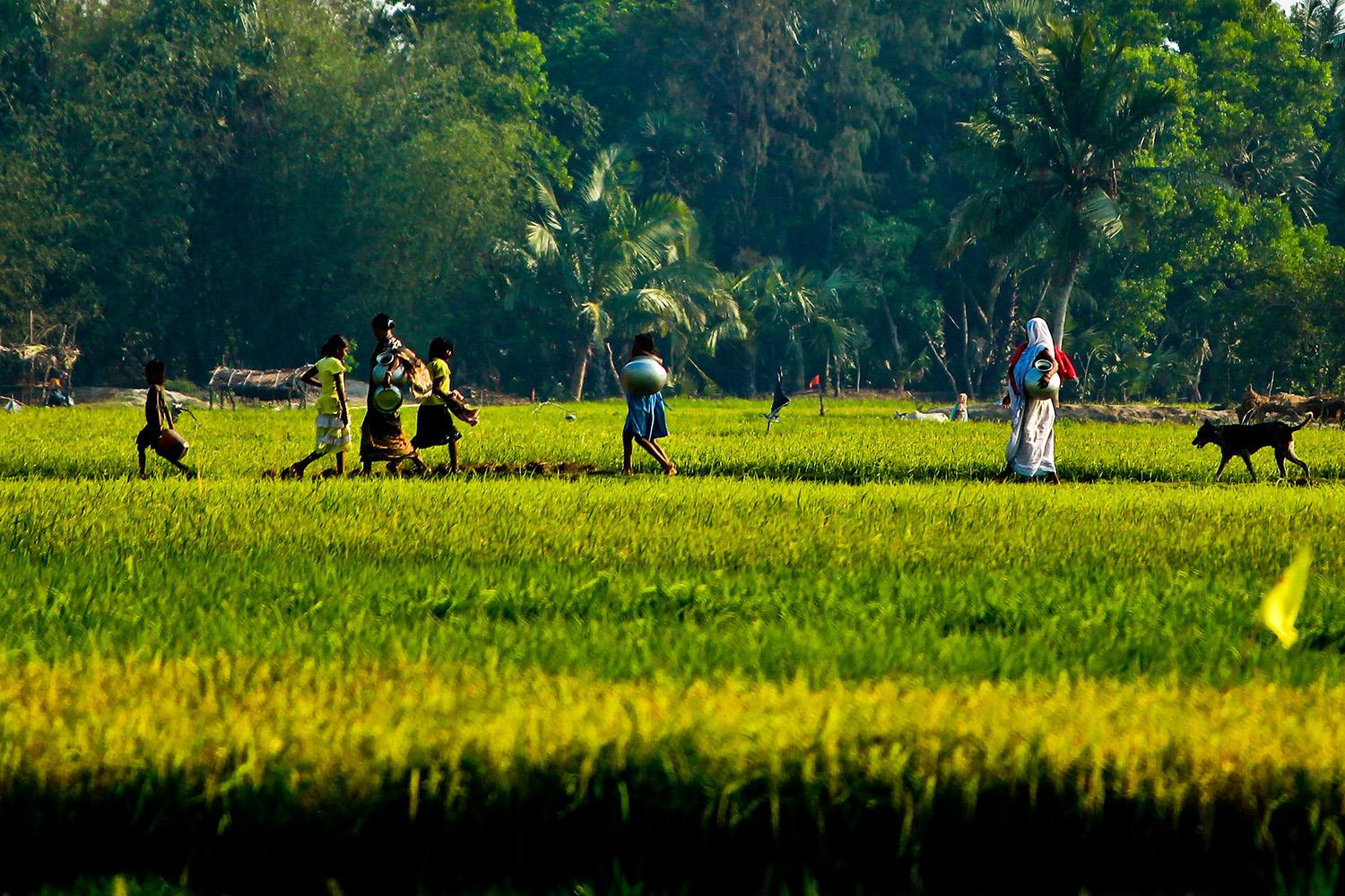 Adoption of climate-resilient practices and technologies enhance yield and incomes of wome...