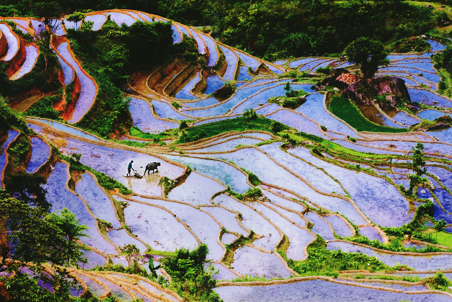 Rice sector key to meeting Vietnam’s methane reduction targets by 2030