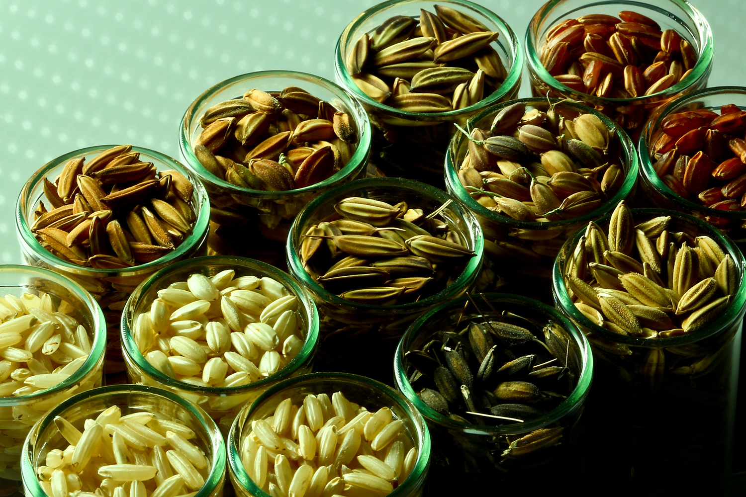 IRRI lead scientist Jauhar Ali interviewed on arsenic-safe rice project, grand prize winne...