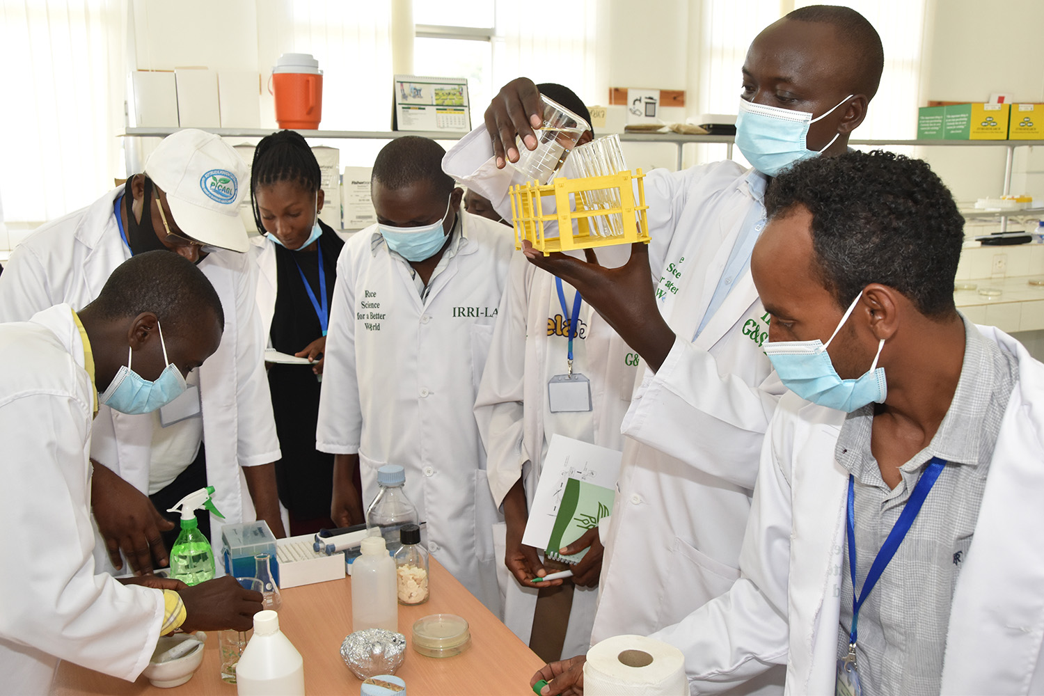 Researchers exchange knowledge on rice diseases in Sub-Saharan Africa