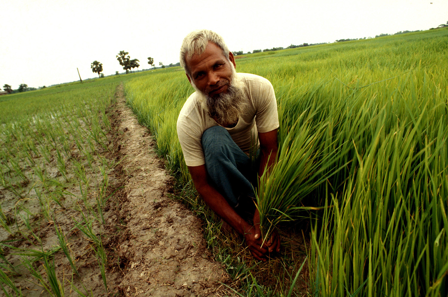 Rice researchers identified highly adapted advanced breeding lines for Bangladesh ecosyste...