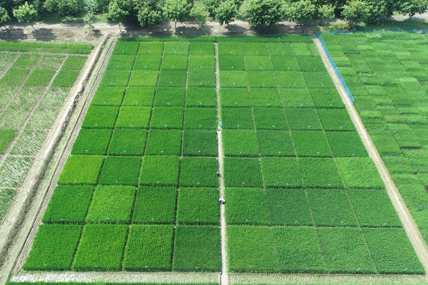 Newly-identified rice varieties could deliver genetic gain and farm productivity in India