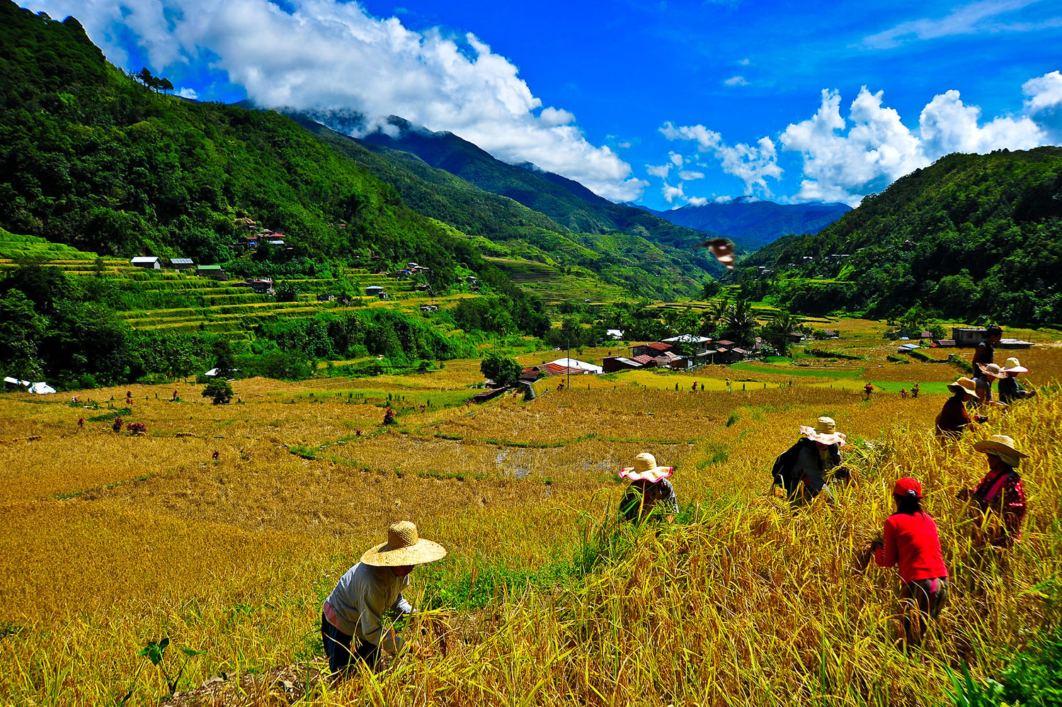 Philippine DA and IRRI launch legacy site on 2016-2021 collaborations