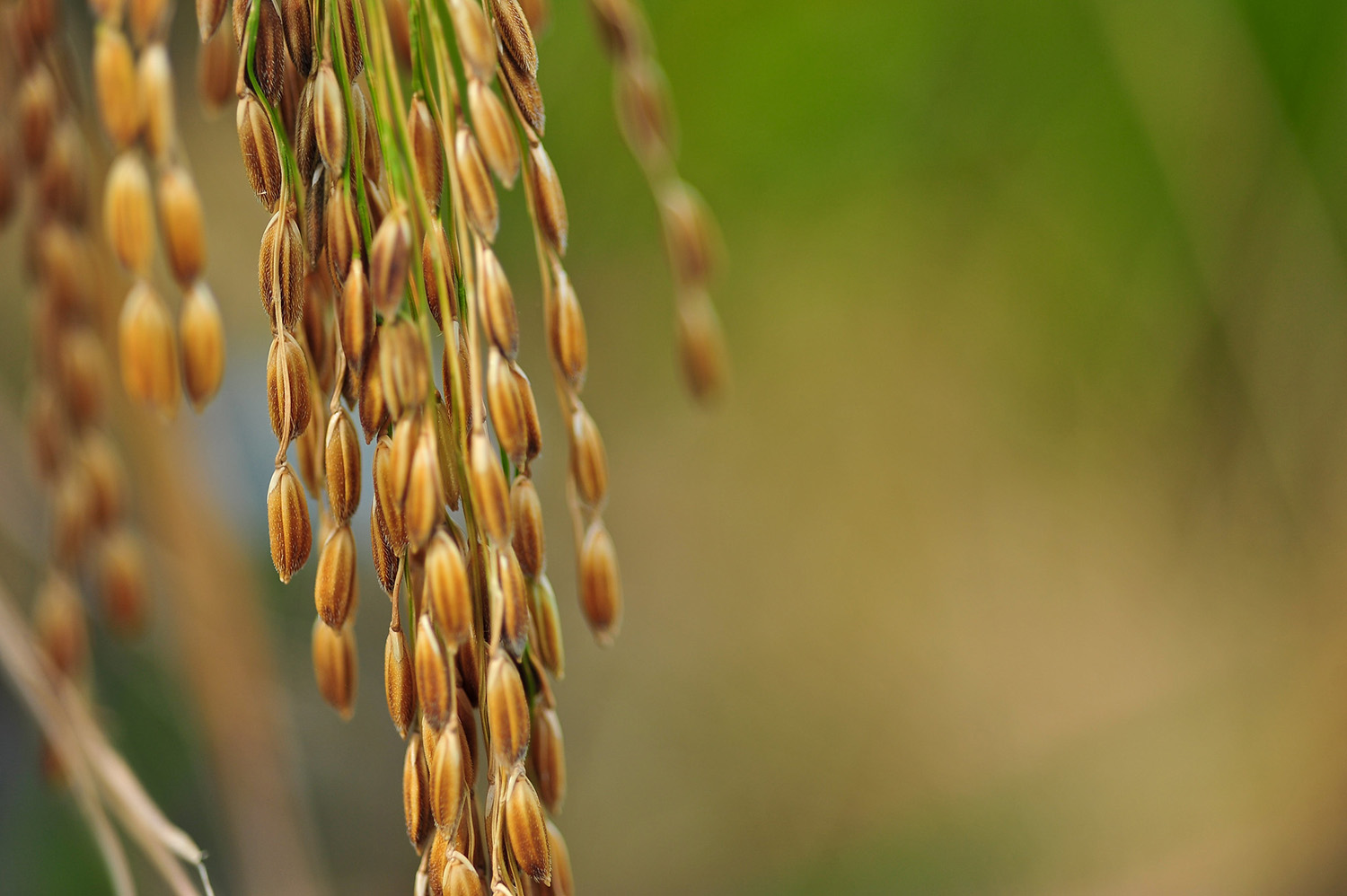 IRRI Bangladesh and Seed Certification Agency train private seed companies to help boost d...