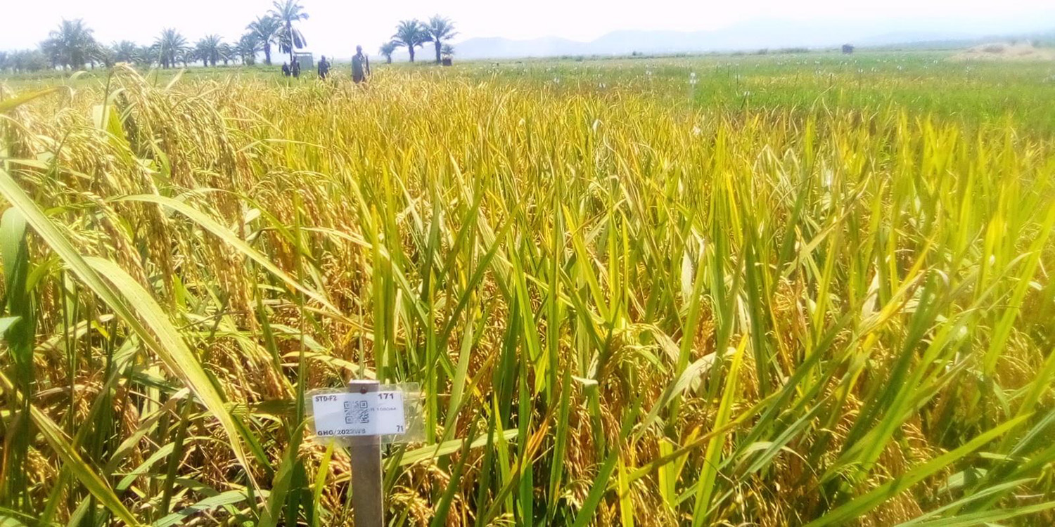Eleven new and improved rice varieties released in Burundi