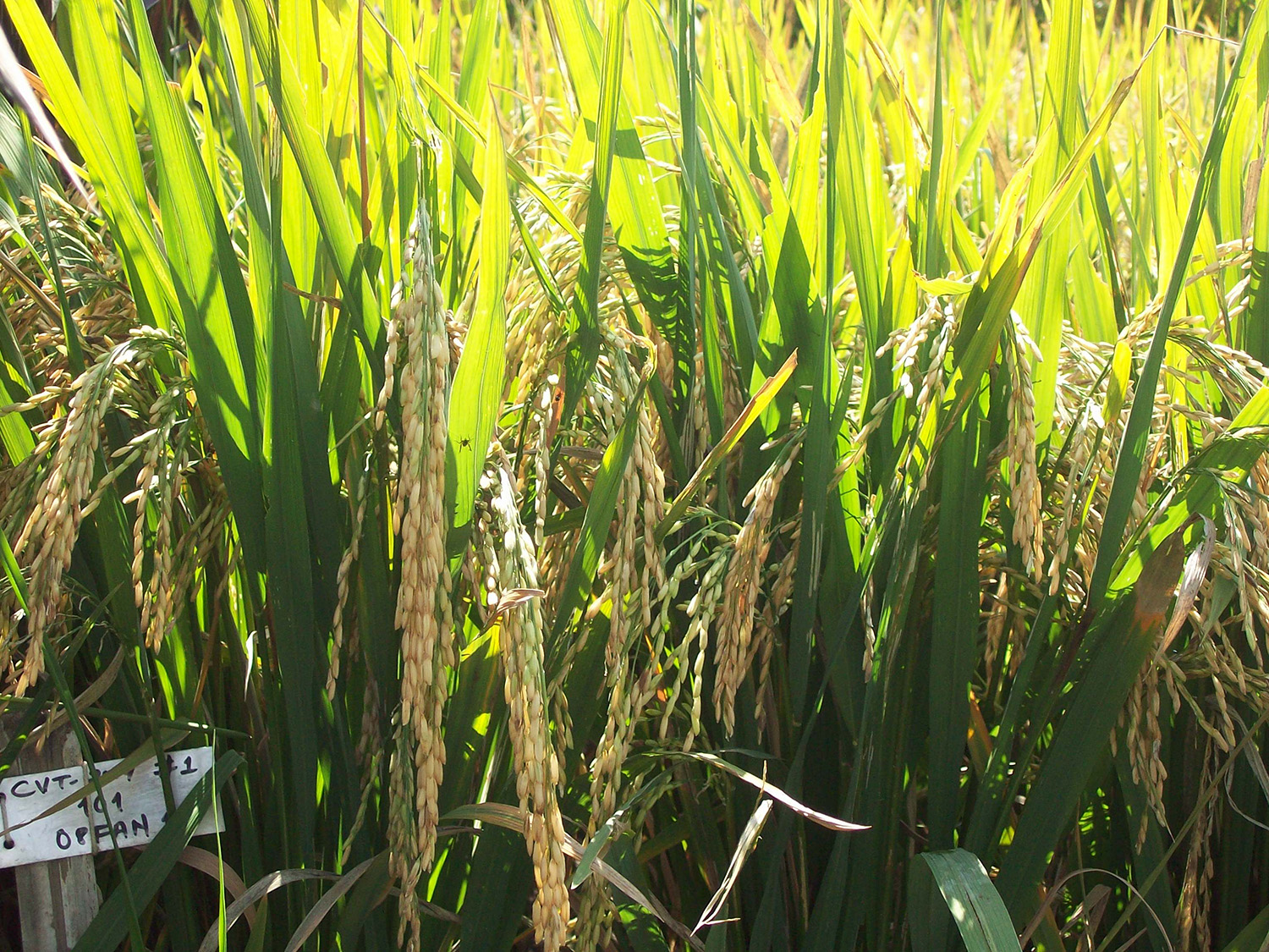 Nepal releases seven new and improved rice varieties  to increase domestic rice production