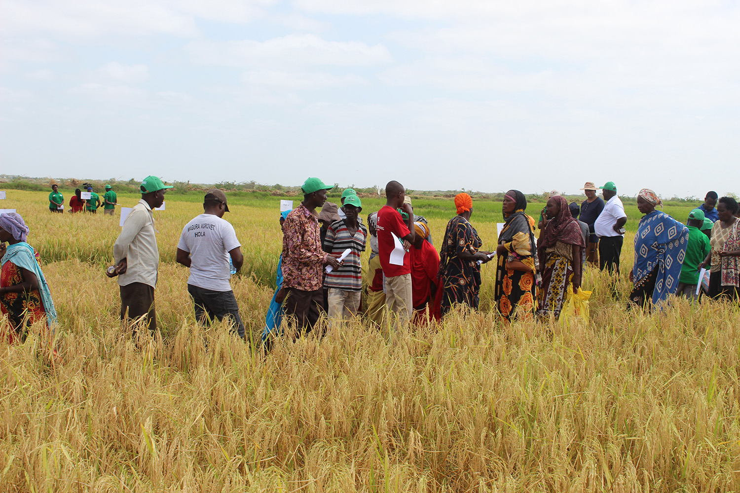 Salinity-tolerant rice variety set to boost rice yield in stress-prone areas in Kenya