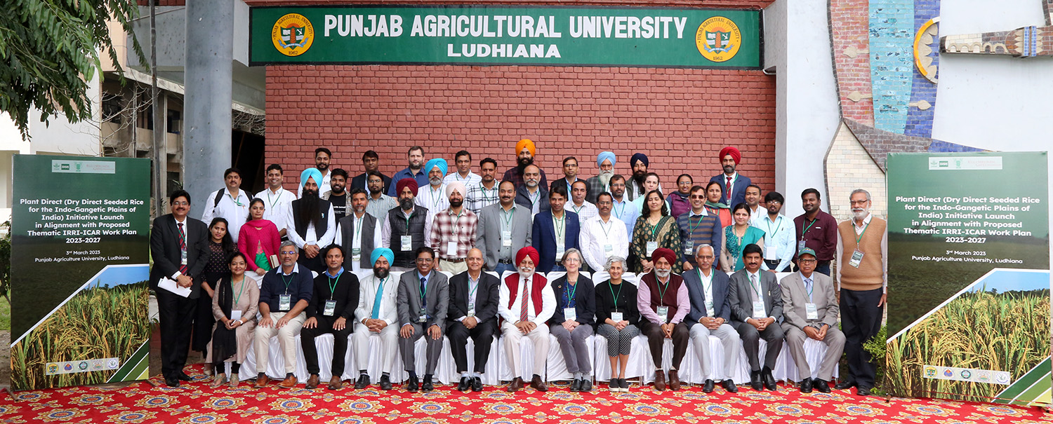 IRRI-BMGF-PAU collaborate on the Dry Direct Seeded Rice Systems Project for the  Indo-Gang...