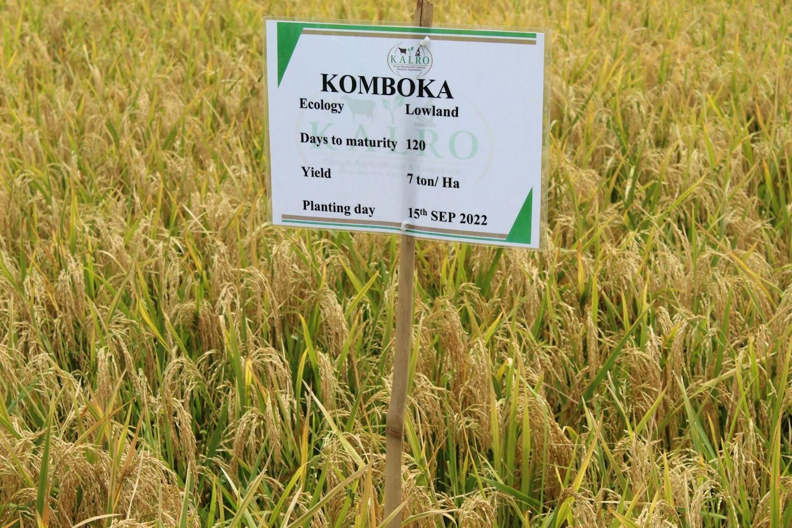 IRRI facilitates agreement between KALRO and Advanta Seeds International in efforts to enh...