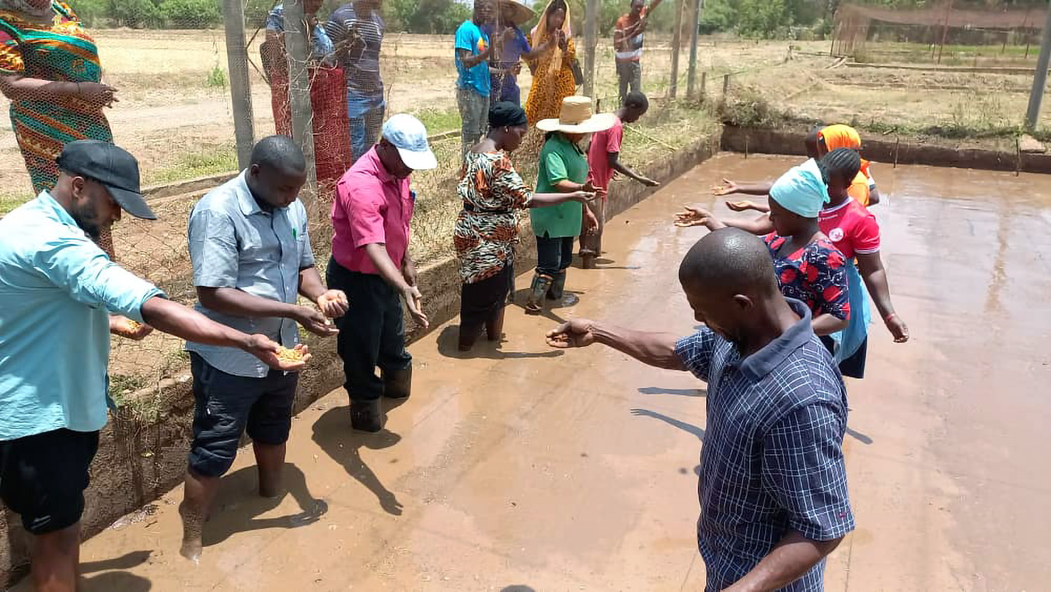 Enriching seed systems: IRRI-Africa collaborates with partners to enhance rice seed produc...