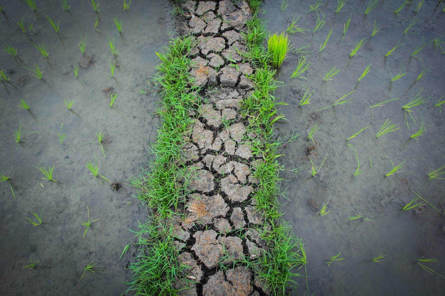 What can Bengaluru learn from Vietnam’s agricultural revolution?