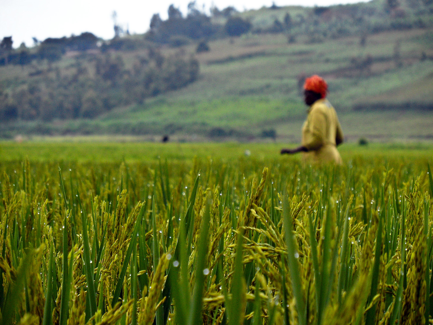 IRRI-Africa innovations for food security showcased at the 6th Africa Agri Expo